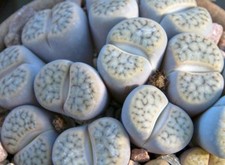 Exot: Lebende Steine, 15 Samen Lithops, Mischung versch. Sorten, Mix, Sukkulent