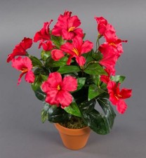 Hibiskus 40cm rot im Topf ZF