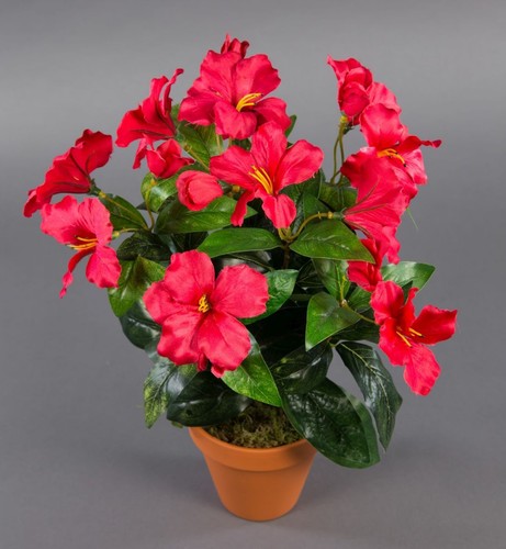 Hibiskus 40cm rot topf - hibiskus,