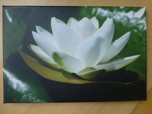 Foto auf leinwand seerose - auf,