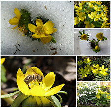 ~Winterlinge~ gelb Eranthis hyemalis ersten Frühjahrsblüher -- 1 000 Samen  --
