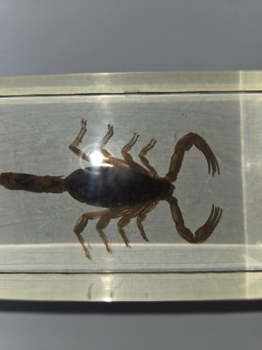 Echter skorpion acrylglas - echter,