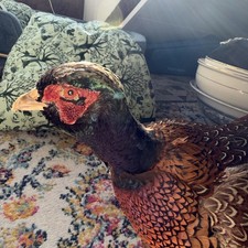 Fasan - Tierpräparat -