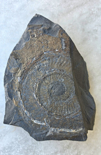 Ammonit tierfossil auf - tierfossil,