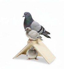 Taubensitzbrett aus Holz
