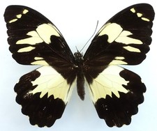 PAPILIO EUCHENOR NAUCLES FEMALE FROM KEI ISL