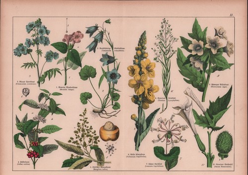 Chromo lithografie 1887 - chromo-lithografie,