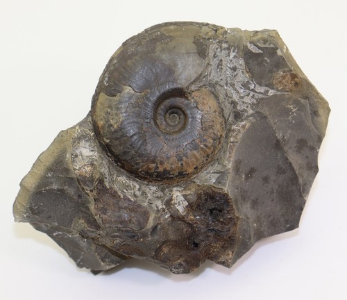 Ammonit hildaites jura - hildaites, sp,