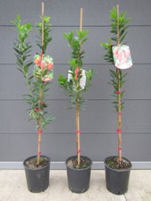 Arbutus unedo - westl