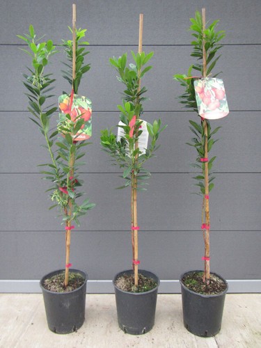 Arbutus unedo westl - arbutus,