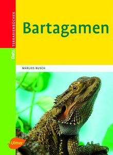 Bartagamen datz - bartagamen, (datz