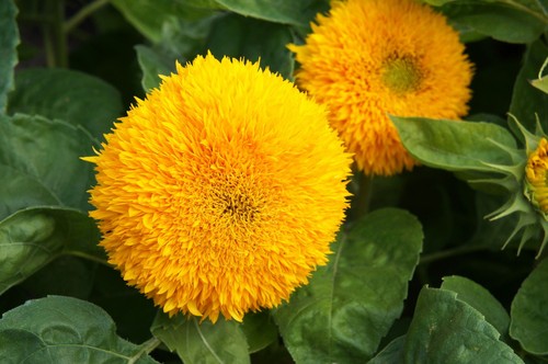 Samen gefüllte sonnenblume - gefüllte,