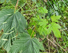 Ahorn, junger Baum, aus Samen, evtl. als Bonsai Vorlage