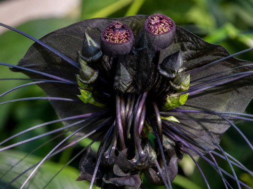 Sale710 schwarze tacca - sale710,