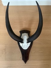 Geweih  afrika