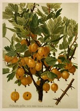 Stachelbeere Früheste Gelbe