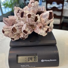 Natural Purple Acorn Barnacle