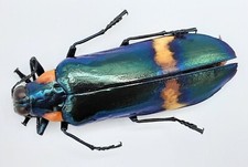 Buprestidae megaloxantha - buprestidae,,