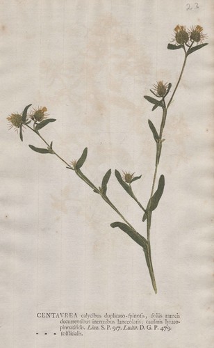 Centaurea flockenblume - centaurea,