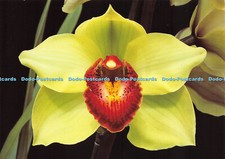 D037849 Trikot. Eric Young Orchid Foundation. Trinity. Cymbidium Vicard Point. C