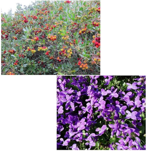 Samen sparset erdbeerbaum und - sparset,