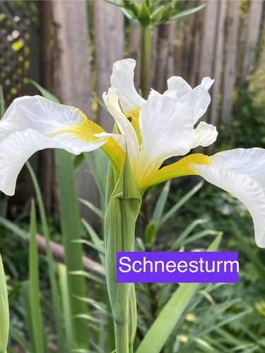 Iris schneesturm tamberg - iris, (tamberg
