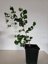 Ficus benjamina "Pandora