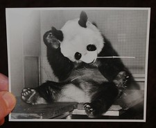 Zoologischer Garten Berlin ,Panda Bär ,Foto von Fred Kleinschmidt