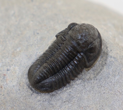 Trilobit gerastos ct - trilobit,,