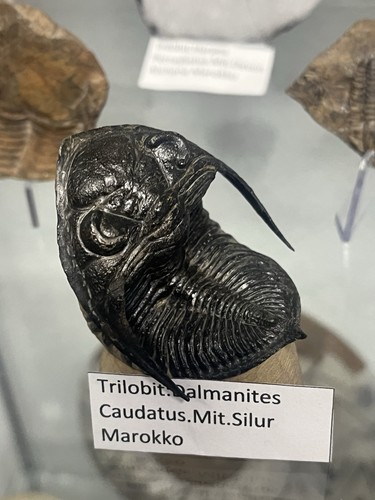 Fossilien konvolut aus - konvolut, der
