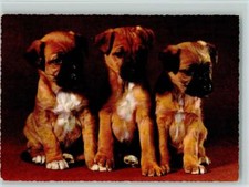 12093164 - Boxer Welpen ca 1965 AK Boxer / Bulldogge