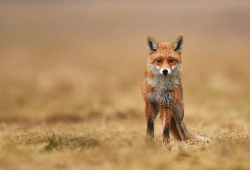 Wandbild fuchs - fuchs, (101259512)
