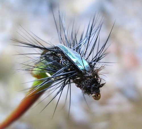 Gilchrist fliegen x - fliegen,