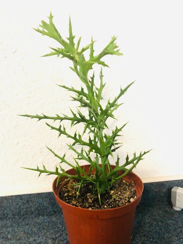 Euphorbia stenoclada bizarr - stenoclada,