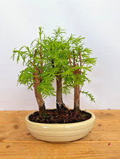 Bonsai metasequoia - metasequoia, /