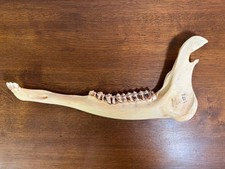 Unterkiefer eines Rothirsches