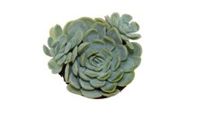 Echeveria elegans 'Mexican