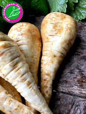 PASTINAKE HALBLANGE WEIßE?? 200+ Samen?Süß Wintergemüse Selbstversorger