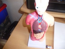 Model körperliche Anatomie