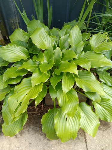 Funkie grün staude - (hosta), grün,