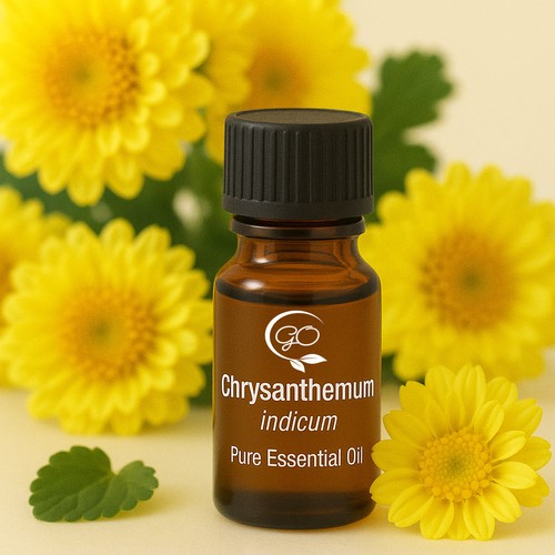 Chrysanthemen reines