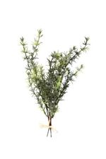 Kräuterbündel Rosmarin 30cm