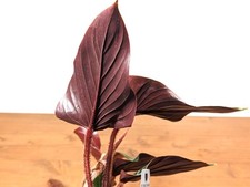 Philodendron squamicaule Pink