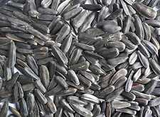 Schwarze Sonnenblumenkerne - Wildvogel High Energy Futter 100g 500g 1kg 2kg 4kg 10kg 15kg