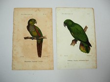 2x Lithographie Revue et Mag. de Zoologie 1858 Vogel Papagei Bocourt Buquet