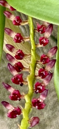 Bulbophyllum species red - species, bees