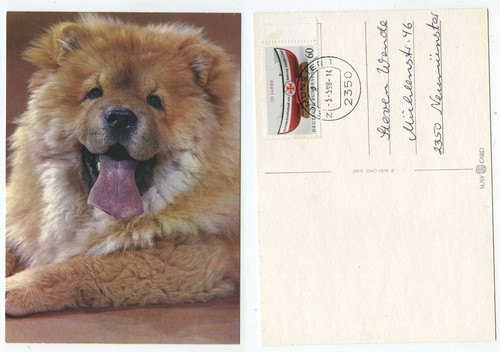 20014 chow - 20014, chow-chow