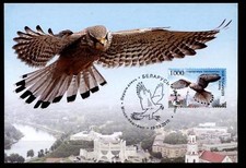 Turm-Falke. Maximumkarte. Weißrußland 2010
