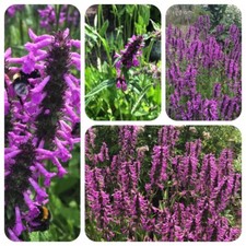 Echter Ziest Stachys officinalis Heilziest Betonie TCM Heilpflanze Teepflanze