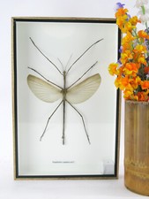 Ein echtes exotisches Insekt -